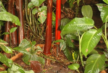 iwanatrip ecuador